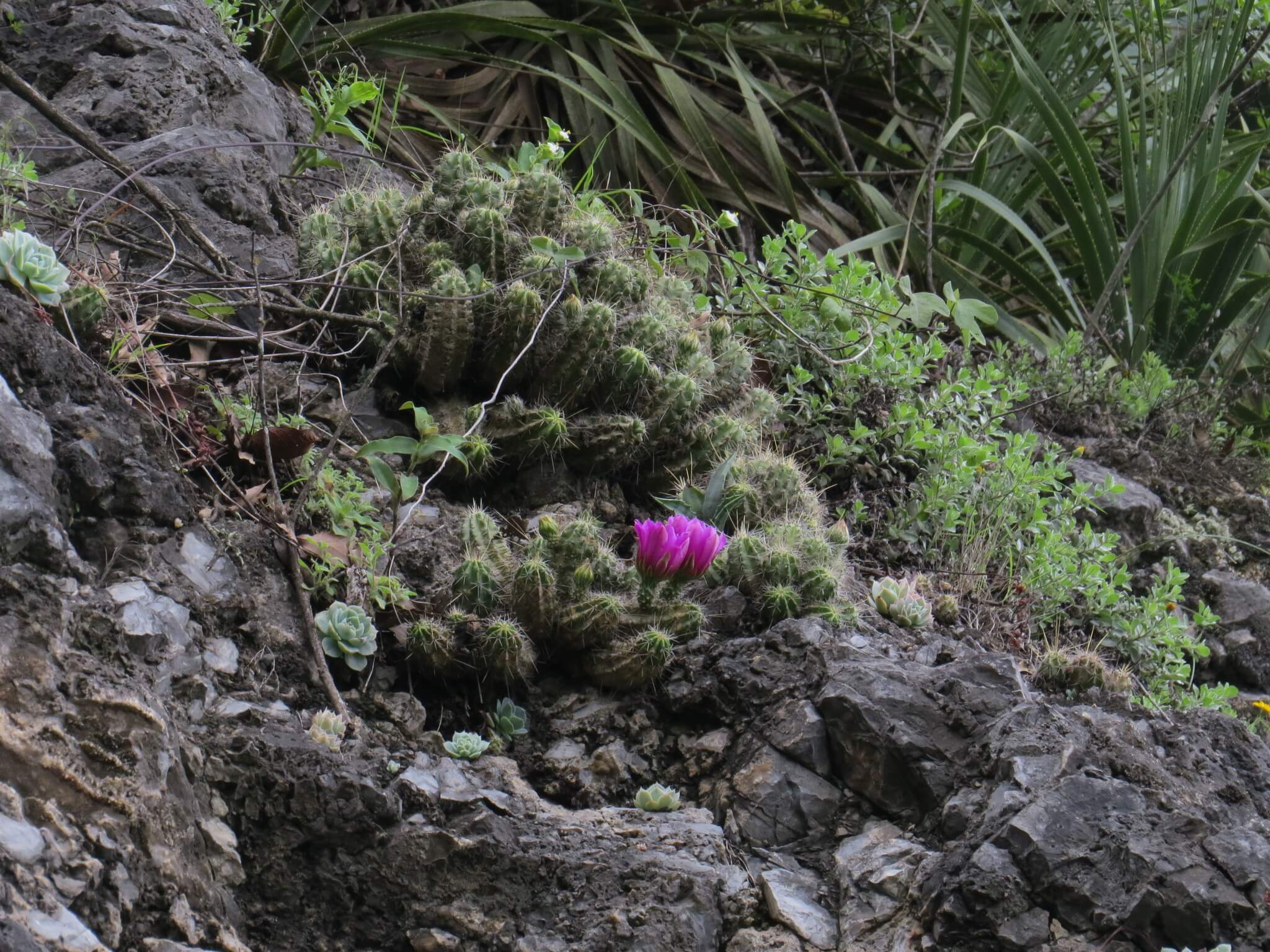 Echinocereus viereckii